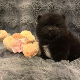 Pomeranian Puppies from A Sample Of Gods Love Kennels