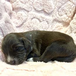 Hazel - Brown and white female Portuguese Water Dog puppy in Allen, Texas from Pawsitively Portuguese