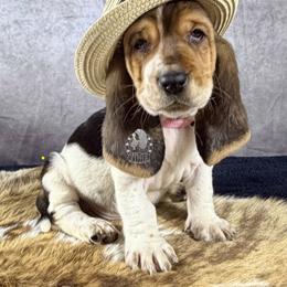 Sweetie Pie - Black white and brown female Basset Hound puppy in Dingess, West Virginia from Tuckers' Howling Hounds