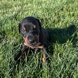 Zara - Black and rust female Doberman Pinscher puppy in Peru, Indiana from De luxe dobermans
