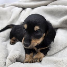 Pink Puppy - Black and cream female Dachshund puppy in Lenoir, North Carolina from Yadkindale Kennel