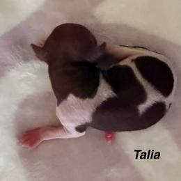 Girl 1 - White and chocolate female American Hairless Terrier puppy in Buckingham, Illinois from Gaus Hof