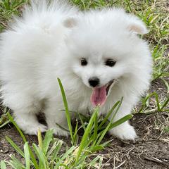 American Eskimo Dog Puppies from Soleil American Eskimos