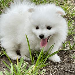 American Eskimo Dog Puppies from Soleil American Eskimos