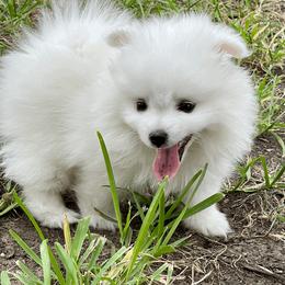 American Eskimo Dog Puppies from Soleil American Eskimos