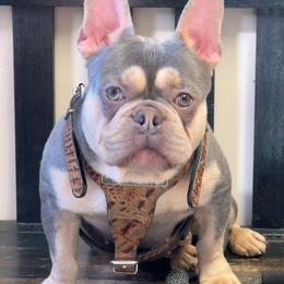 French Bulldog puppies from Clearview boxers