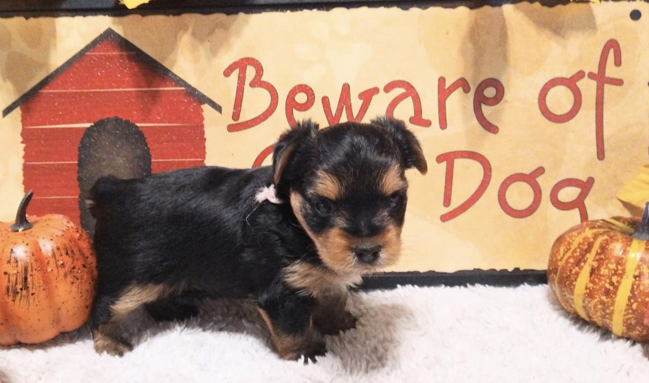 Melody & Gingers Yorkies in Arkansas Yorkshire Terrier puppies Good Dog