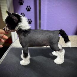 Mickey- adorable hairless boy - Black and white male Chinese Crested puppy in Tomball, Texas from Gracieux Chinese Cresteds