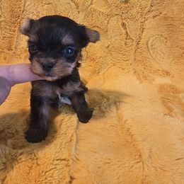 Jace the t cup - Black and tan male Yorkshire Terrier puppy in Clermont, Florida from Bella's Prissy Butts