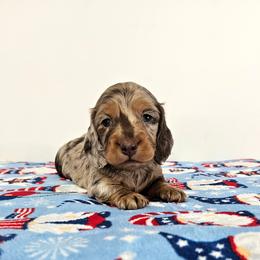 Chocolate and tan dapple male - Dapple male Dachshund puppy in Belle Rive, Illinois from Akin's Miniature Dachshunds, LLC