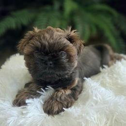 Gunner - Brindle male Shih Tzu puppy in Smithville, Georgia from The Luckie Puppy
