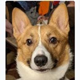 Jake English - Pembroke Welsh Corgi