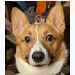 Jake English - Pembroke Welsh Corgi