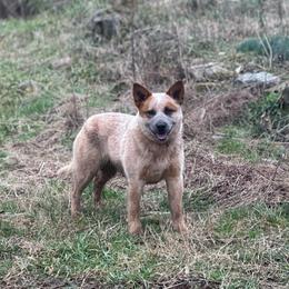 Abby - Australian Cattle Dog