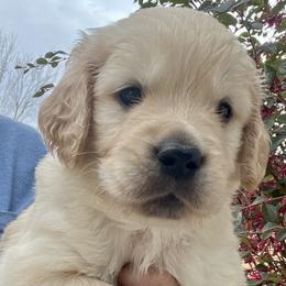 Green - Light golden male Golden Retriever puppy in Jesup, Georgia from Painted Platinum Retrievers (Painted Platinum Kennel) PPK