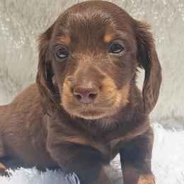 2300..Cruze - Chocolate and tan male Dachshund puppy in Winter Haven, Florida from Gateway 2 Little Paws