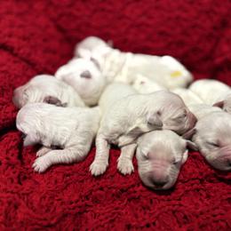 LMR Male - Light golden male Golden Retriever puppy in Willis, Texas from Lakemist Retrievers