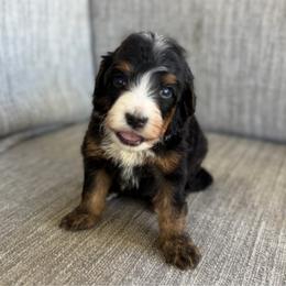 Boy 3 - Tri-color male Bernedoodle puppy in Spring Hill, Florida from Ohana Doodles