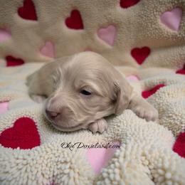 Polar - Cream male Dachshund puppy in Oklahoma City, Oklahoma from OkieDoxieland Dachshunds