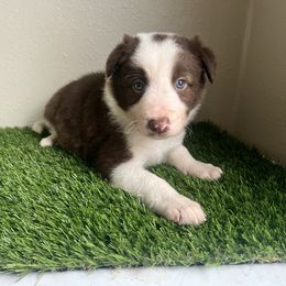 Brown Boy - White and red male Border Collie puppy in Miami, Florida from A&S Border Collies