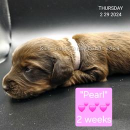 Dachshund Puppies from Wayward Home Dachshunds