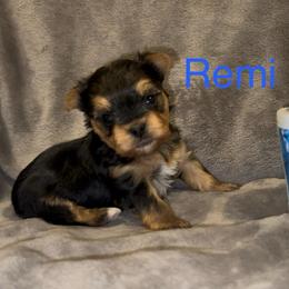 Remi (blue collared boy) - Black & tan tri-color male Morkie puppy in Seneca, Missouri from M.Y. Morkies and Yorkies