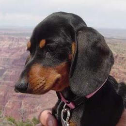 Dachshunds from High Desert Doxies