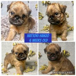 Brussels Griffon Puppies from Hautedog brussels Griffons