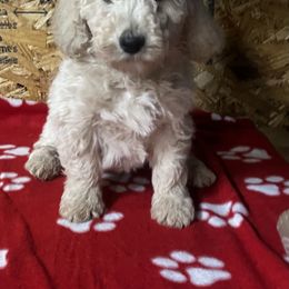 Orange - Cream male Goldendoodle puppy in Baldwin, Georgia from Simmons F1b Goldendoodles