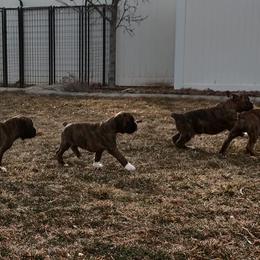 Boxers from Dale's Boxers