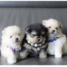 Pomeranian Puppies from Canine Charm & Co