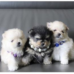 Pomeranian Puppies from Canine Charm & Co