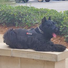 Carolina Grace - Giant Schnauzer