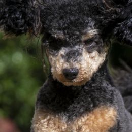 Rosco - Poodle