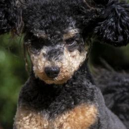 Rosco - Poodle