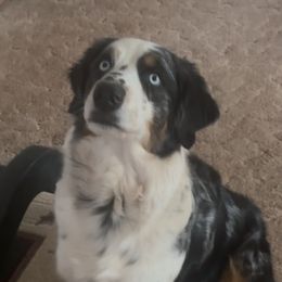 Arwen - Australian Shepherd