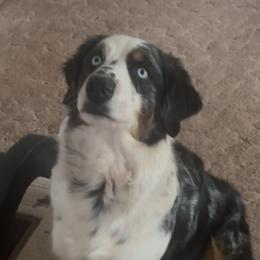 Arwen - Australian Shepherd