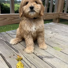 Lavender - Apricot female Goldendoodle puppy in Richmond, Kentucky from The Doting Doodle