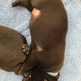 Boy 3 - male Labrador Retriever puppy in Silverthorne, Colorado from Bahrking Heights Labradors