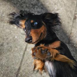 Toka - Dachshund