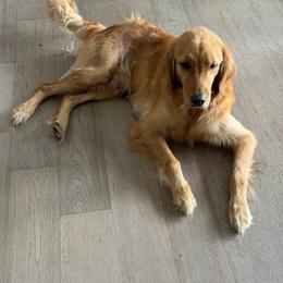 Ginger - Golden female Golden Retriever puppy in Weston, Missouri from Love is Golden