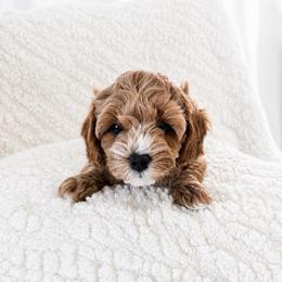 Hannah aka Poppy - Red female Cavapoo puppy in Ephrata, Washington from Mustard Seed Doodle Co.