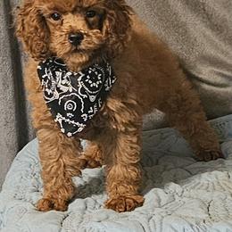 Rebel - Red  male Poodle puppy in Willis, Texas from Golden's Poodles