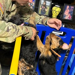 Airedale Terrier Puppies from Olson’s Aire Haven