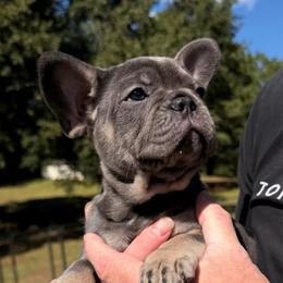 Violet - Blue female French Bulldog puppy in Chesnee, South Carolina from Michael & Raisa