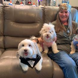 Havanese All Grown Up from Becky Coker