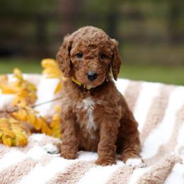 Daisy - Red  female Goldendoodle puppy in Spokane, Washington from Puppy Love