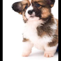 Pembroke Welsh Corgi Puppies from MG Corgis