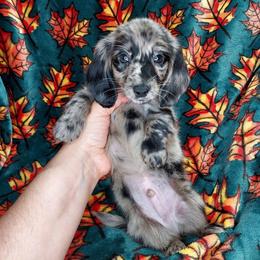 CKC NEO - Dapple male Dachshund puppy in Swink, Oklahoma from Palali Farm