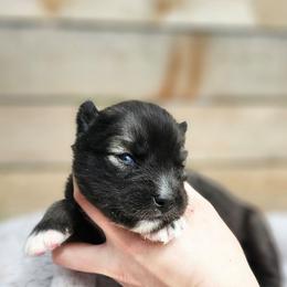 Barbie - Agouti and white female Siberian Husky puppy in Lakebay, Washington from Cascade Siberians